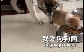 現在的小奶狗都這么無法無天嗎？不收拾一下是不行了！