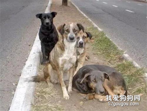 12歲少女獨自走在路上被侵犯，這時5只流浪狗出現了！