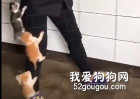 小貓突擊隊來啦！！救命呀~