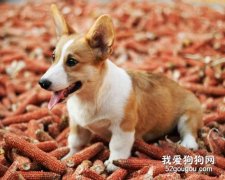 狗可以吃鹽嗎 吃多了有危害嗎