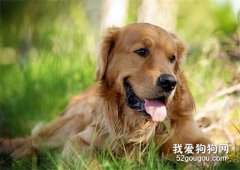 金毛發情應該怎么護理?