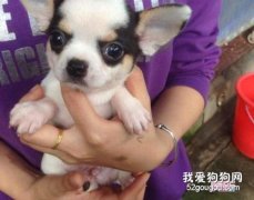 怎么給吉娃娃洗澡?
