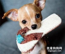 為什么狗狗老愛咬東西