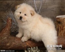 松獅的三大缺點 建議不要輕易養松獅