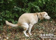 為什么狗在排便時會一直看著主人？