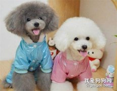 體味小的狗有哪些 這幾種狗狗適合愛干凈的人養