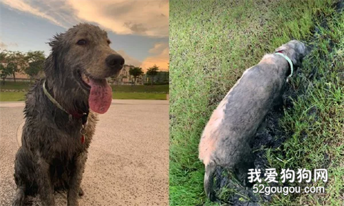 家里養了只大金毛，結果讓鄰居阿姨操碎了心...