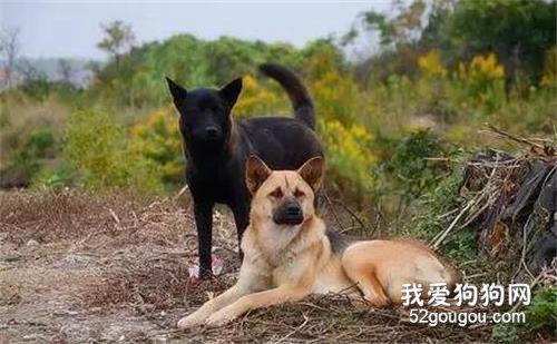 拿什么拯救你？我的中華田園犬
