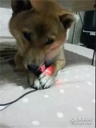 柴犬吃遙控器被訓斥，它腦洞大開，送來這樣一份大禮