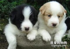 我就養串串，怎么了？