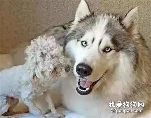 路遇一只流浪哈，但它卻拒絕被收容，背后的原因竟是...