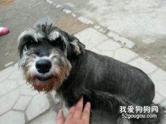 雪納瑞產前征兆有哪些？