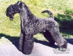 凱利藍梗產后吃什么好？