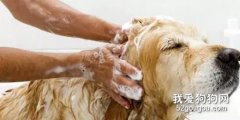 狗狗懷孕能洗澡嗎？