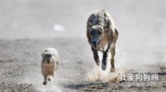 中國細犬懷孕期間注意事項