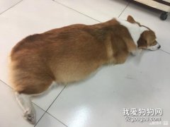 柯基懷孕有什么癥狀和相關注意事項