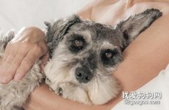 雪納瑞懷孕多久生產 雪納瑞生產變化須知