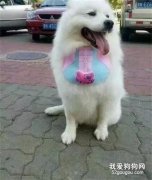 漂漂亮亮的薩摩耶，回趟老家怎么就......網友：太可怕了！