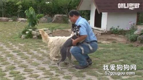 在外流浪了七個月，終于回到了主人的身邊....