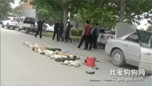 搜救犬忙著救人癱倒在地，而它的同類卻被人連砍三刀，傷口還被撒辣椒!