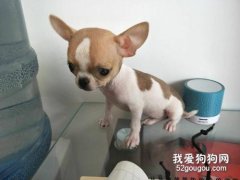 怎么訓練吉娃娃定點大小便
