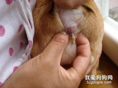 狗狗肛門腺如何清理 怎么擠肛門腺才是正確的