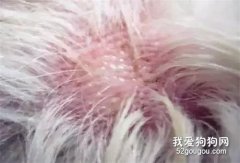 狗狗皮膚病癥狀 教你分辨皮膚病