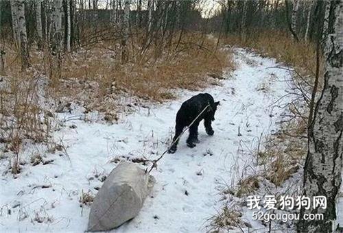 狗子不舍主人干農活，于是主動幫主人耕地……