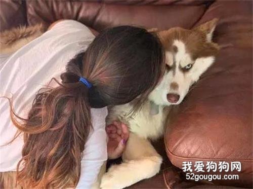 妹子親了一口哈士奇，然而狗子居然做出這種舉動，主人崩潰了！