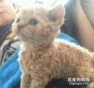 網友養了只小貓，但是你確定這不是泰迪轉世嗎？