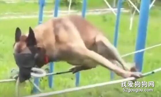 工作犬不僅工作時很累，平時訓練也好辛苦。。