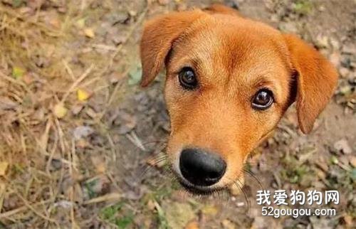 最忠誠的前十名狗子，第一名真的當之無愧....