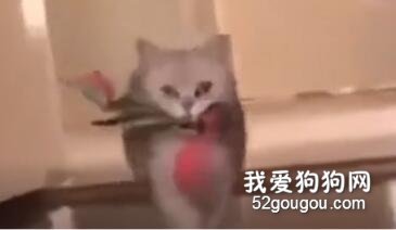 為什么要這樣對我，我出去賺小魚干是為了誰！？