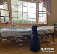 病人已去世，狗狗卻固執守在空病床前不肯離去：我在等主人...