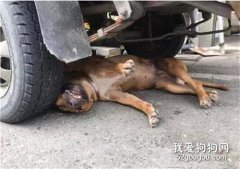 狗狗“碰瓷”出意外，慘遭車禍？