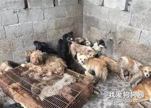 令人心碎的中國玉林狗肉節又開幕了！