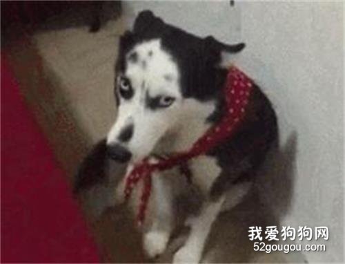 二哈長得像奶牛？看到這發型，網友笑噴了..