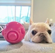 如何挑選法斗 購買法斗時需要觀察什么