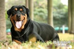 四大優秀護衛犬 你最喜歡哪一種呢?