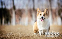 短腿的狗狗五種品種 總有一種是你的最愛
