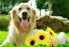 四種適合陪伴孩子成長的狗狗