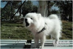 狗狗尿騷味很大怎么辦 如何去除家里的尿騷味
