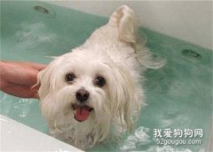 小狗什么時候能洗澡 需要注意什么