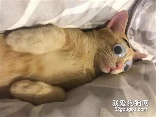 網友家的貓睡得太死，于是主人開啟了玩貓模式....