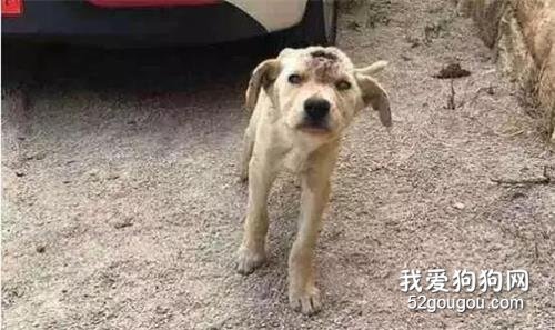 我打我的狗？關你p事....