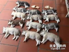 哈士奇一窩生了13只娃，可看到這些小奶狗后網友全笑噴了...