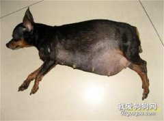 小鹿犬生產前的征兆有哪些