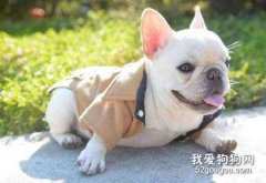 法斗什么時候發情？