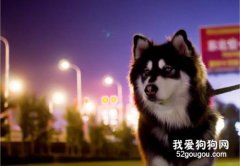 阿拉斯加什么時間配種？