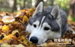 怎么給哈士奇配種？